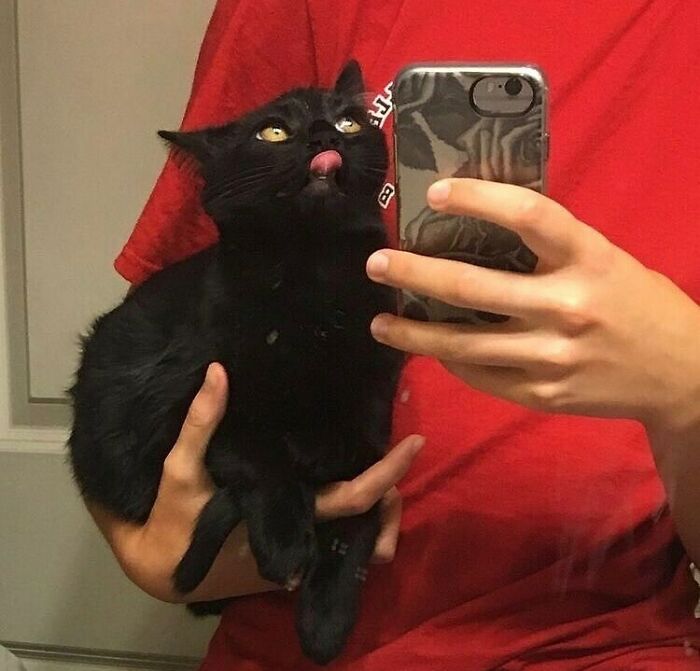 Funny-Cats-Without-Context-Pics