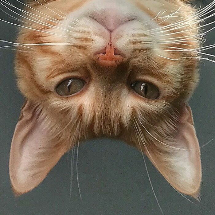 Woman-Documents-Italian-Cat-Daily-Life