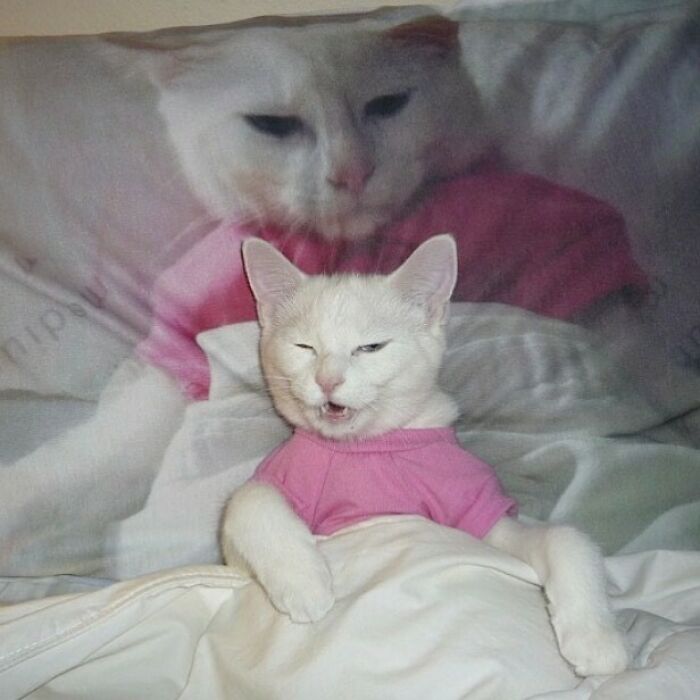 Funny-Cats-Without-Context-Pics