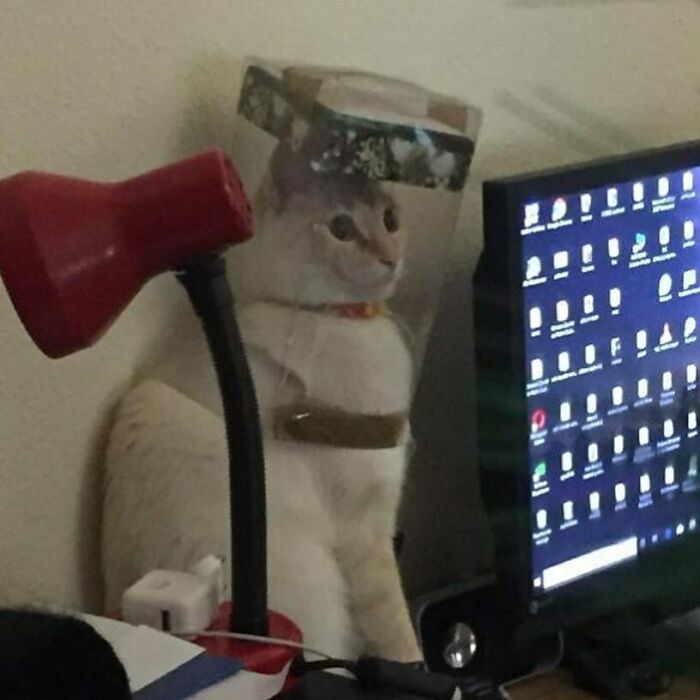 Funny-Cats-Without-Context-Pics