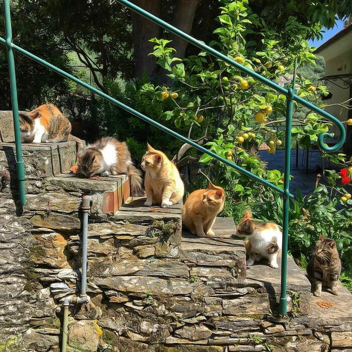 Woman-Documents-Italian-Cat-Daily-Life