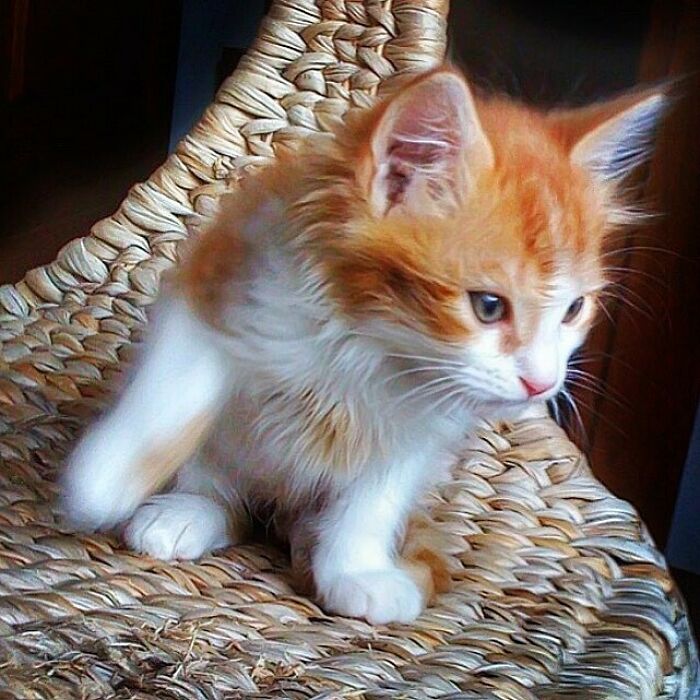 Woman-Documents-Italian-Cat-Daily-Life