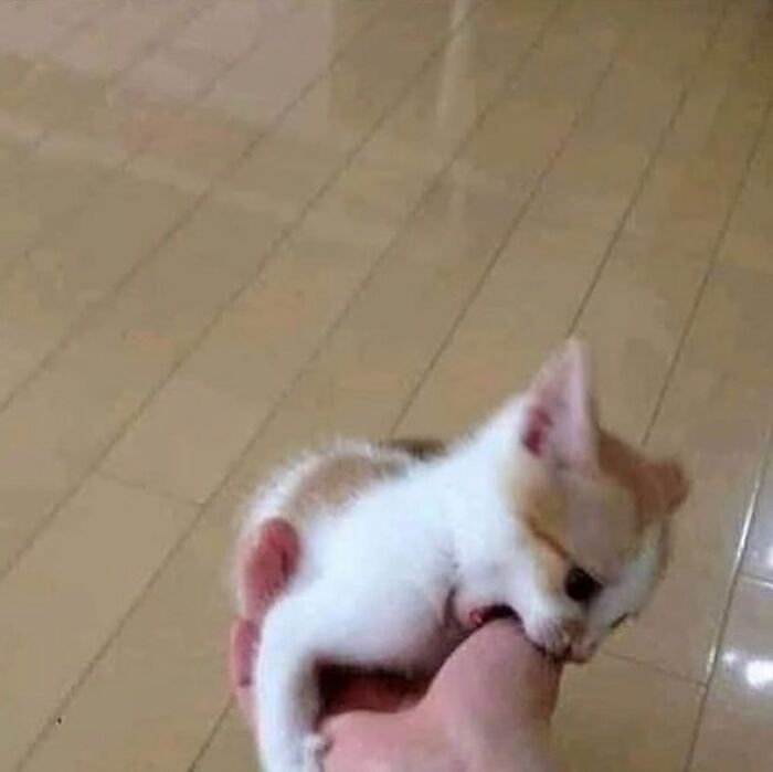 Funny-Cats-Without-Context-Pics