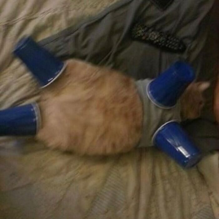 Funny-Cats-Without-Context-Pics