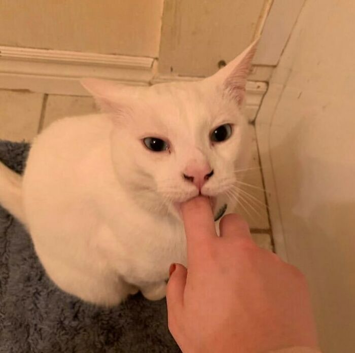 Funny-Cats-Without-Context-Pics