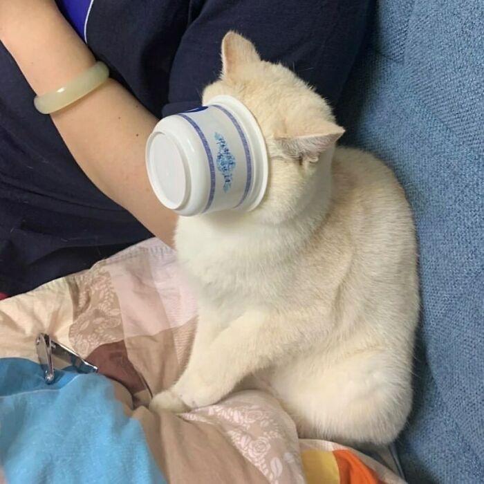 Funny-Cats-Without-Context-Pics