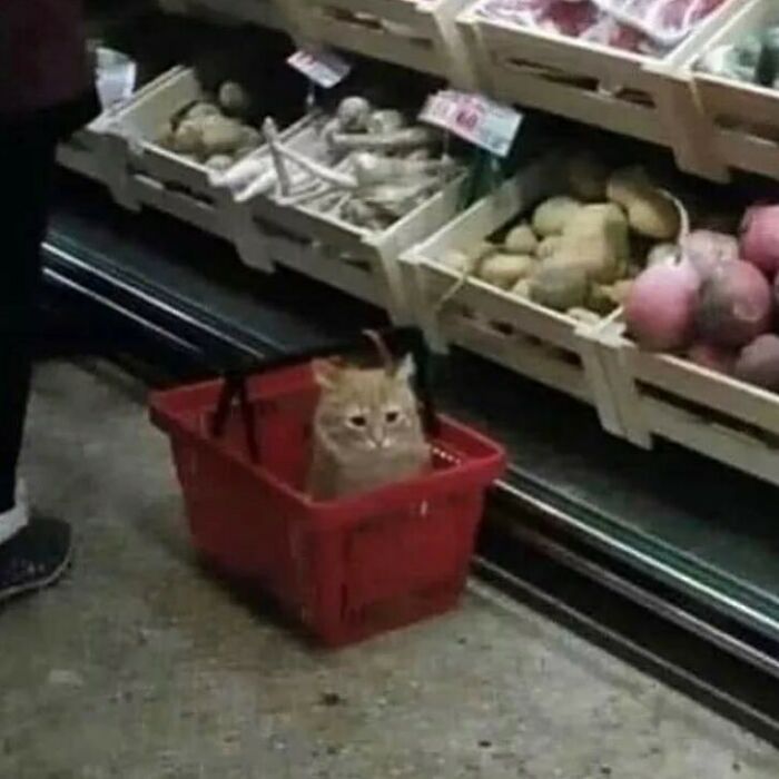 Funny-Cats-Without-Context-Pics