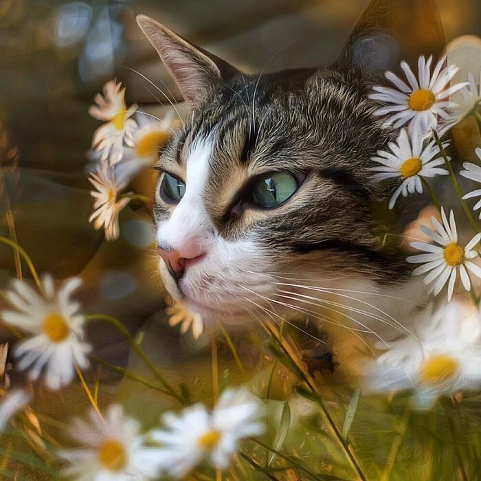 Woman-Documents-Italian-Cat-Daily-Life