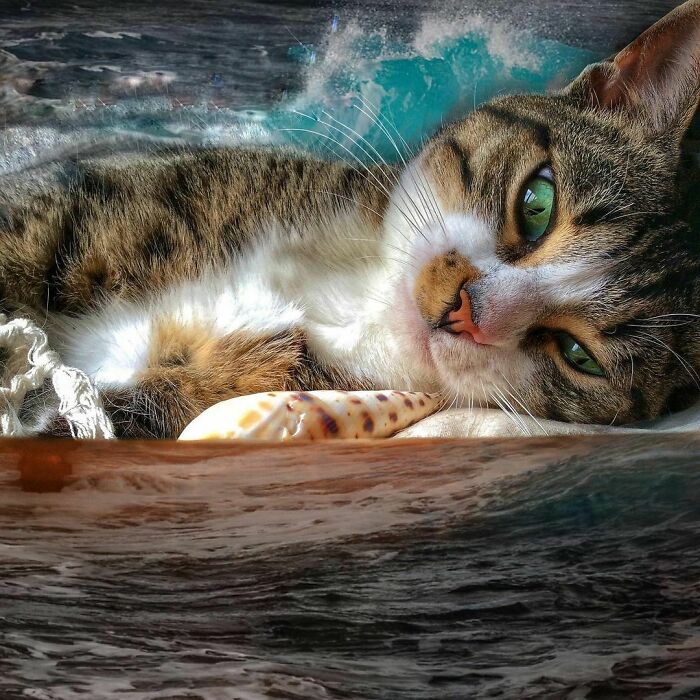 Woman-Documents-Italian-Cat-Daily-Life