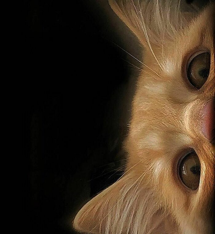 Woman-Documents-Italian-Cat-Daily-Life