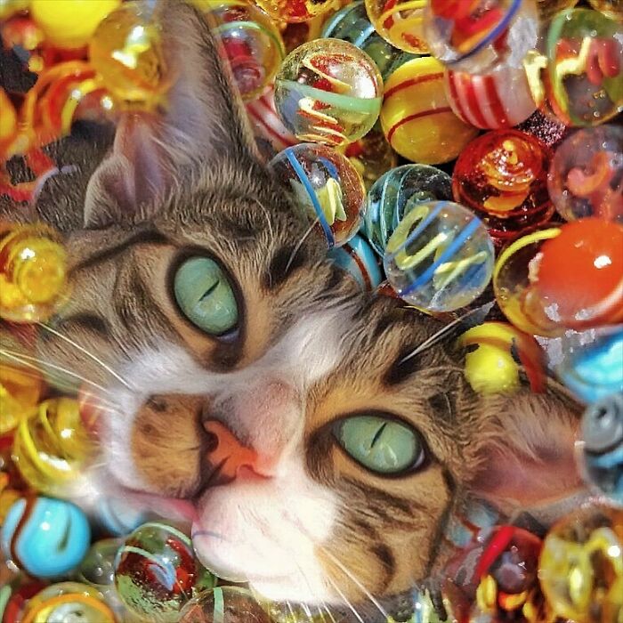 Woman-Documents-Italian-Cat-Daily-Life