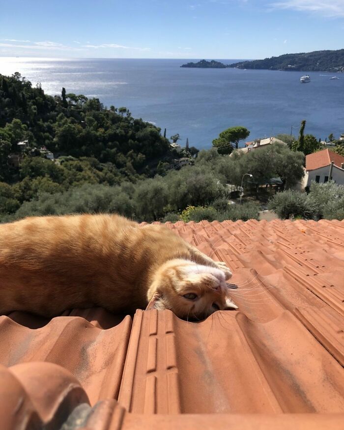 Woman-Documents-Italian-Cat-Daily-Life