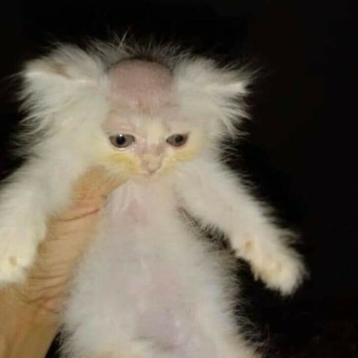 Funny-Cats-Without-Context-Pics