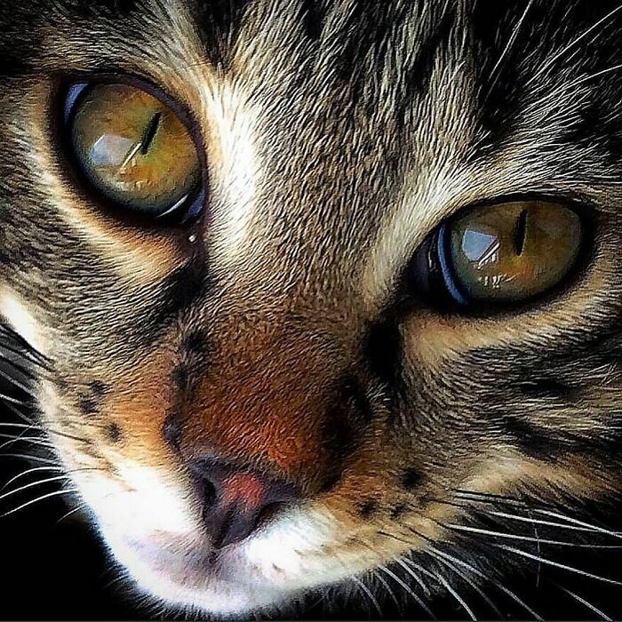 Woman-Documents-Italian-Cat-Daily-Life