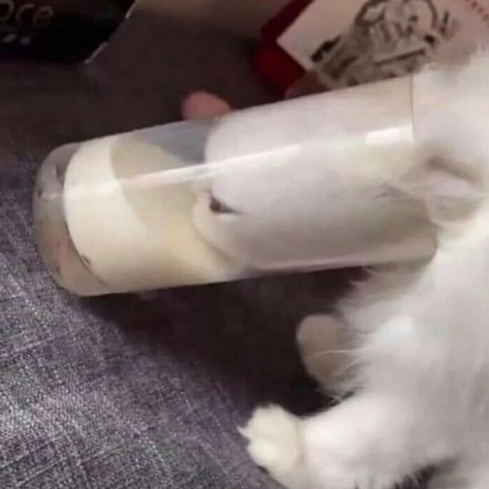 Funny-Cats-Without-Context-Pics