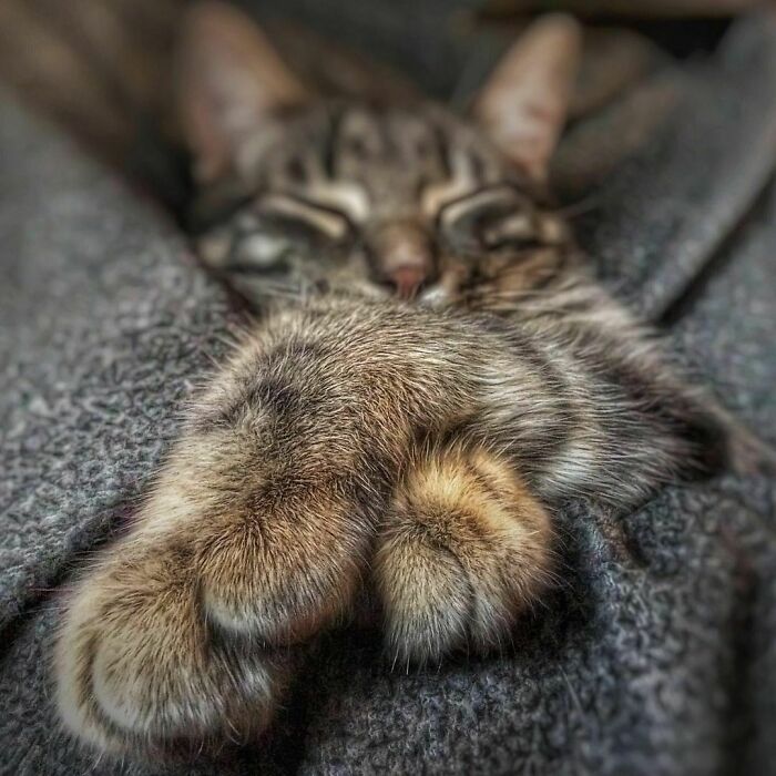 Woman-Documents-Italian-Cat-Daily-Life