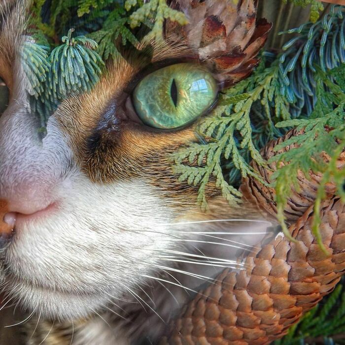 Woman-Documents-Italian-Cat-Daily-Life