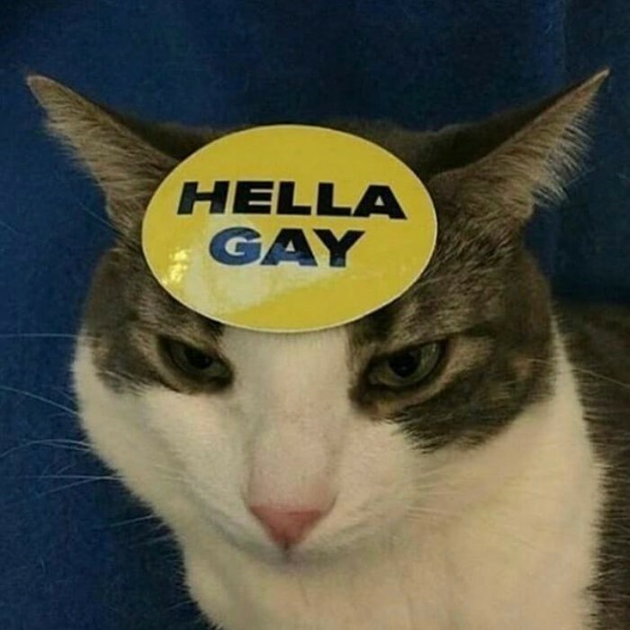 Funny-Cats-Without-Context-Pics