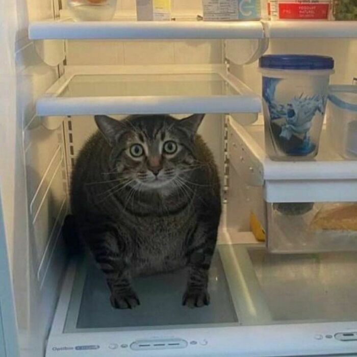 Funny-Cats-Without-Context-Pics