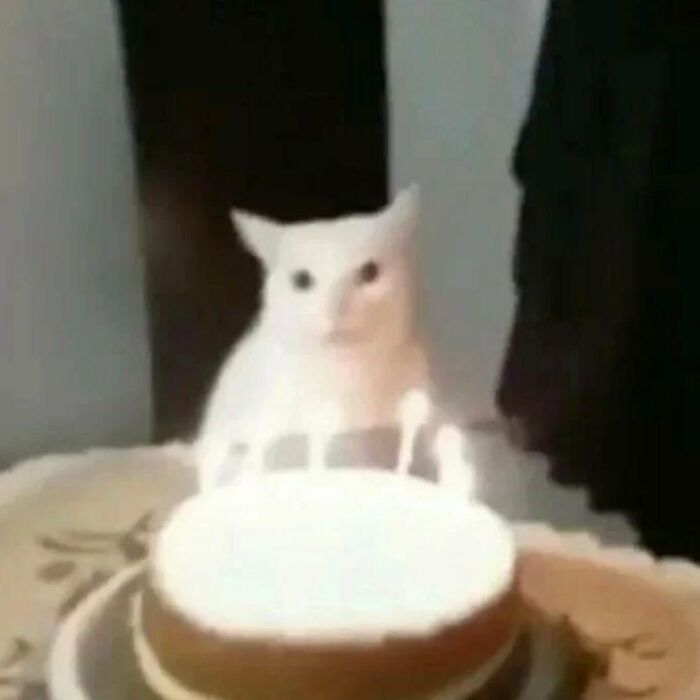 Funny-Cats-Without-Context-Pics