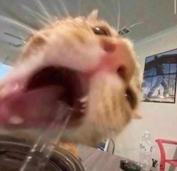 Funny-Cats-Without-Context-Pics