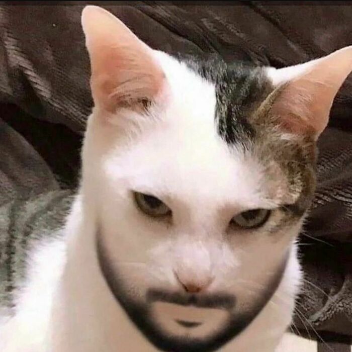 Funny-Cats-Without-Context-Pics