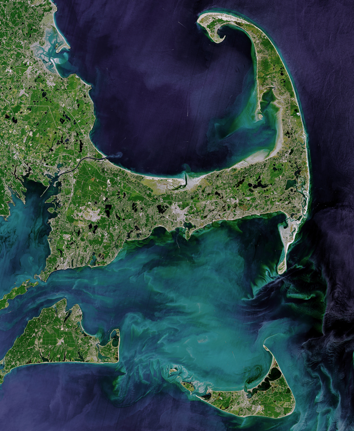 Whale Thought To Have Gone Extinct In The Atlantic Spotted Again After 200 Years Of Absence