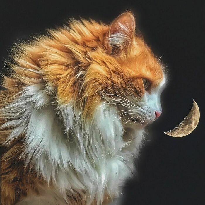 Woman-Documents-Italian-Cat-Daily-Life