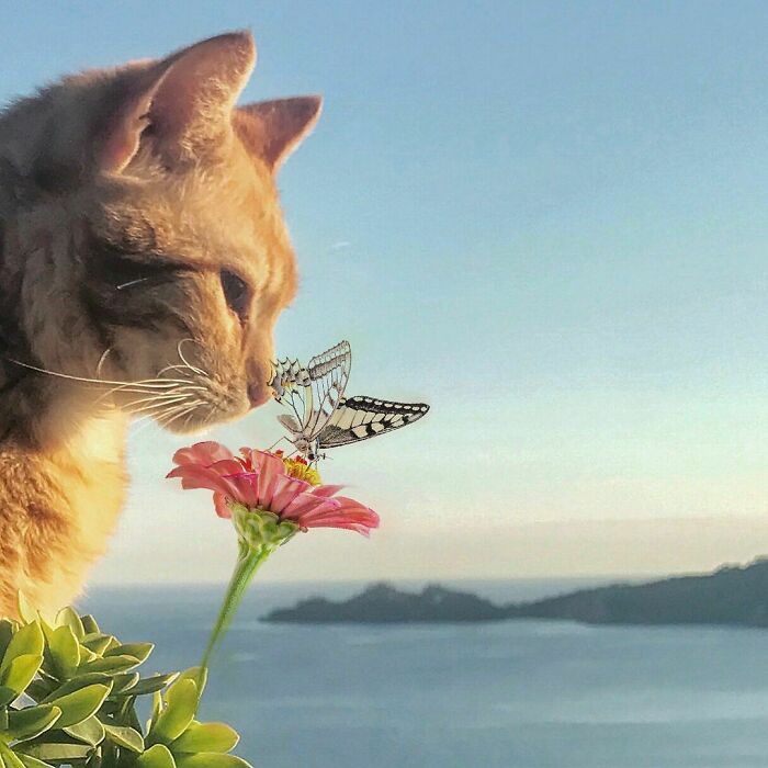 Woman-Documents-Italian-Cat-Daily-Life