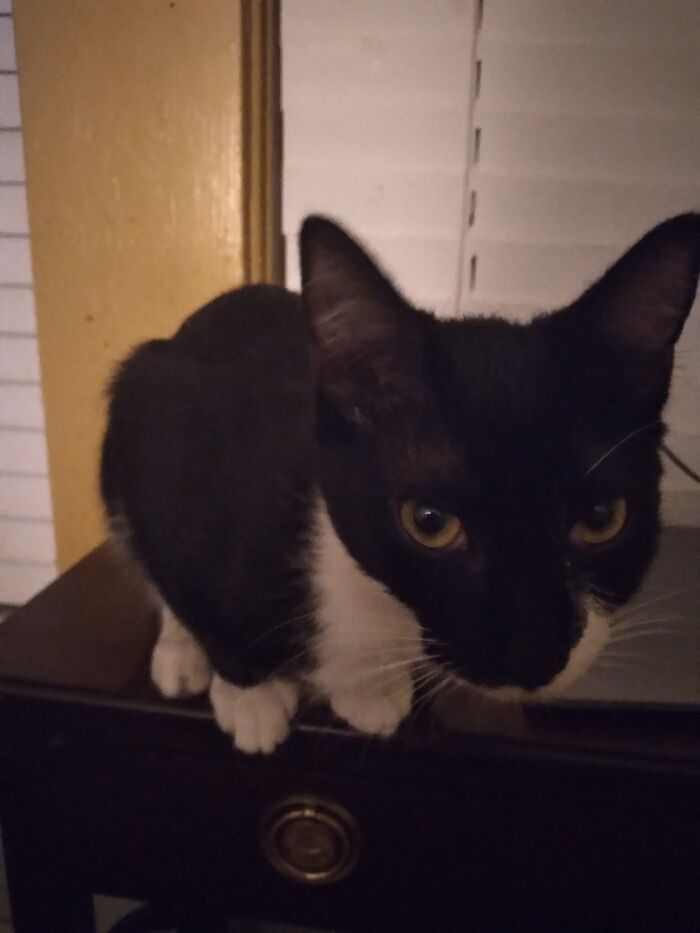 Chadwick Has Cat-Itude