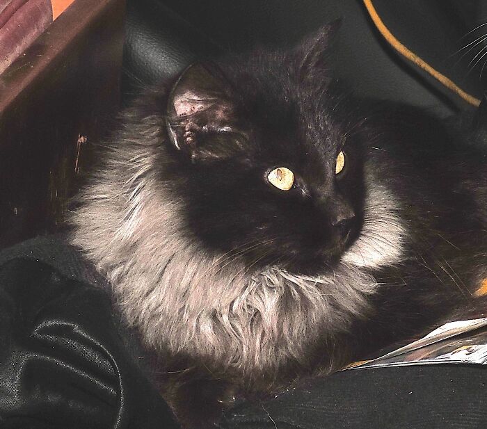 Cleopatra - Our Kaleidoscope Cat - In Summer She's Dark Russet With No Ruff -