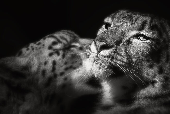 Snow Leopard