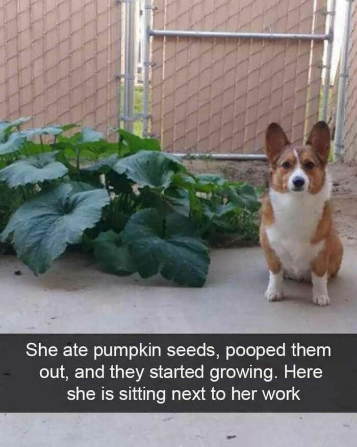 Funny-Relatable-Animal-Memes