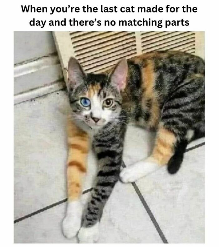 Best-Funny-Cat-Memes-Jokes