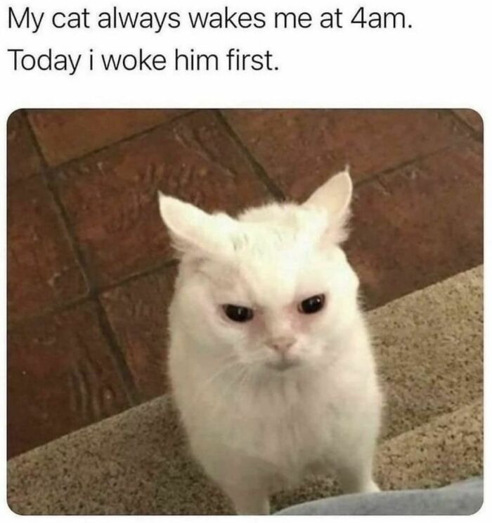 Best-Funny-Cat-Memes-Jokes