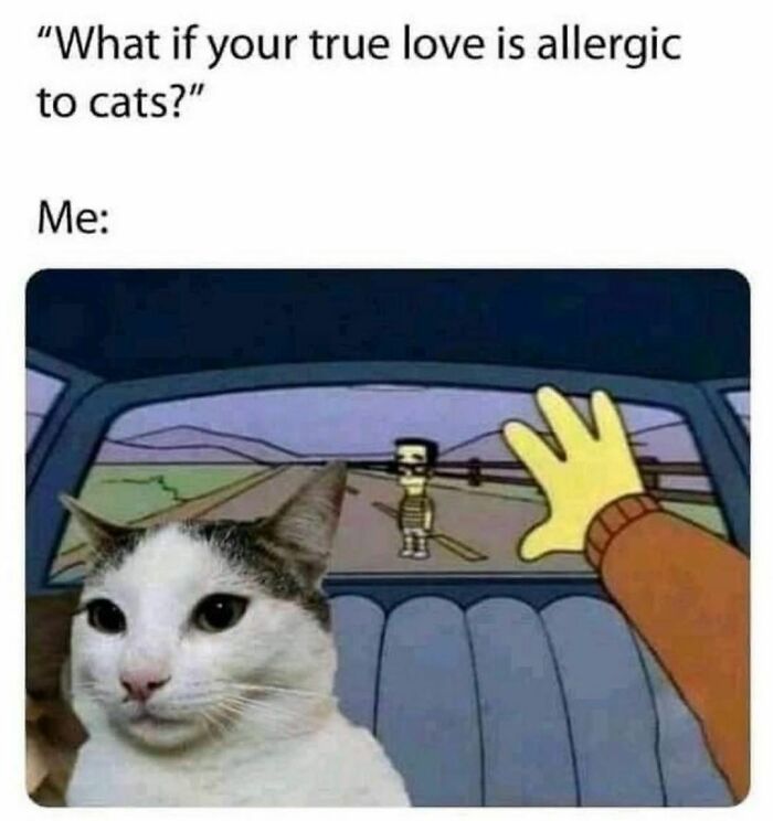 Best-Funny-Cat-Memes-Jokes