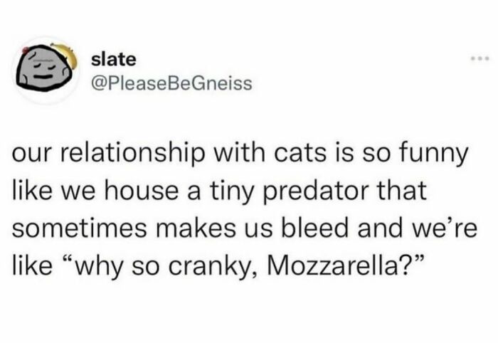 Best-Funny-Cat-Memes-Jokes