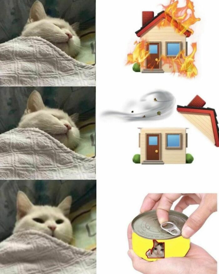 Best-Funny-Cat-Memes-Jokes