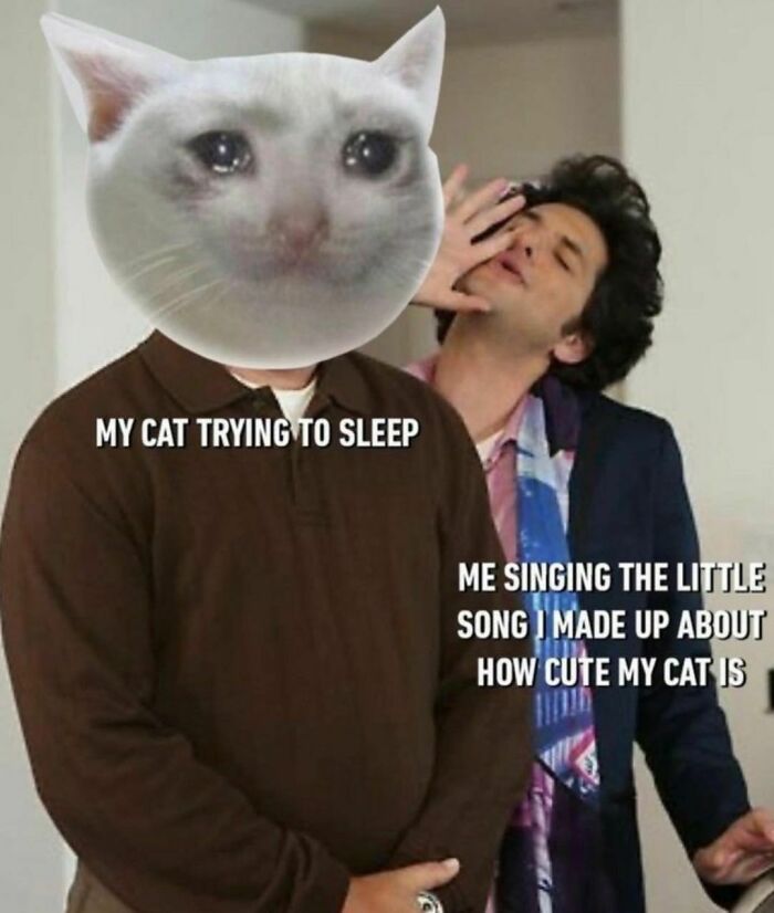 Best-Funny-Cat-Memes-Jokes