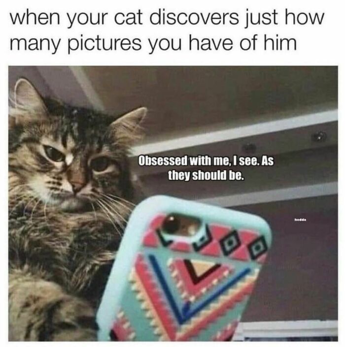 Best-Funny-Cat-Memes-Jokes