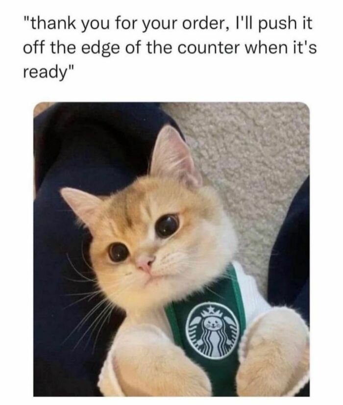 Best-Funny-Cat-Memes-Jokes