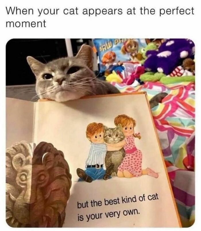 Best-Funny-Cat-Memes-Jokes
