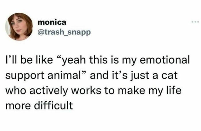 Best-Funny-Cat-Memes-Jokes