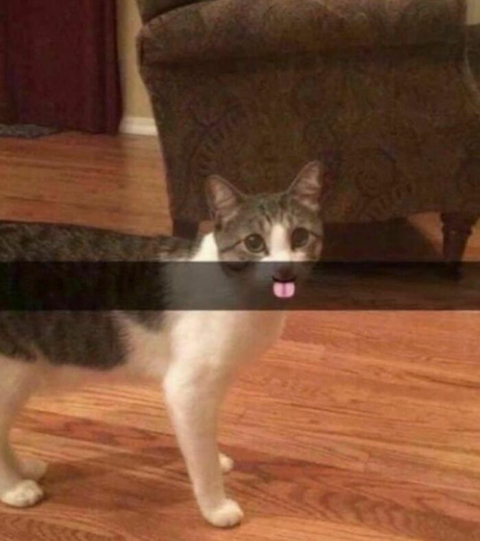 Best-Funny-Cat-Memes-Jokes