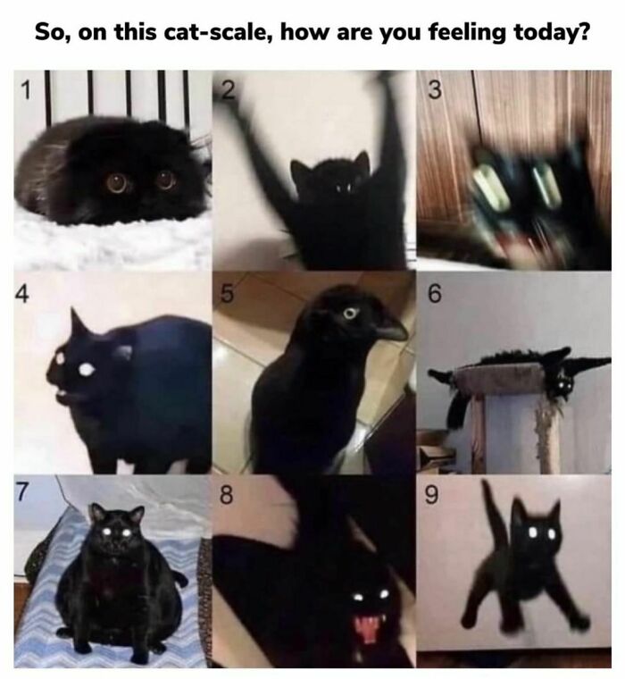 Best-Funny-Cat-Memes-Jokes