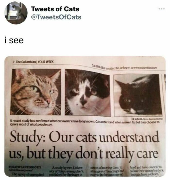 Best-Funny-Cat-Memes-Jokes