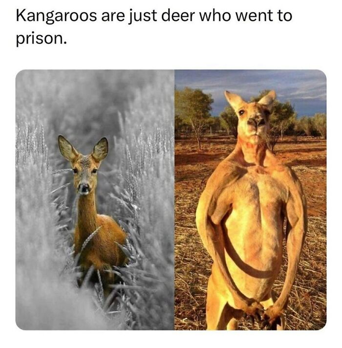 Funny-Relatable-Animal-Memes