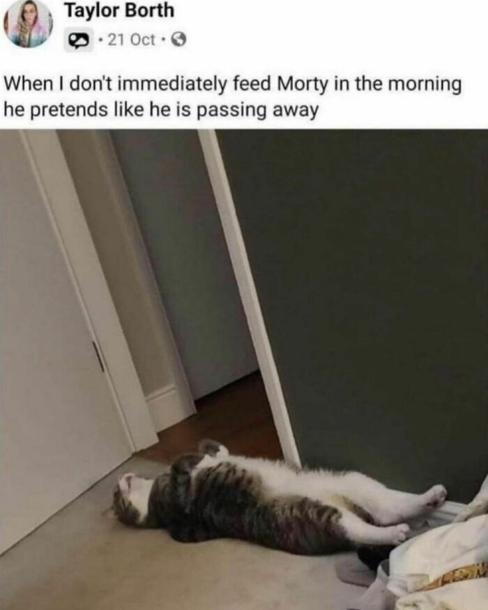 Best-Funny-Cat-Memes-Jokes