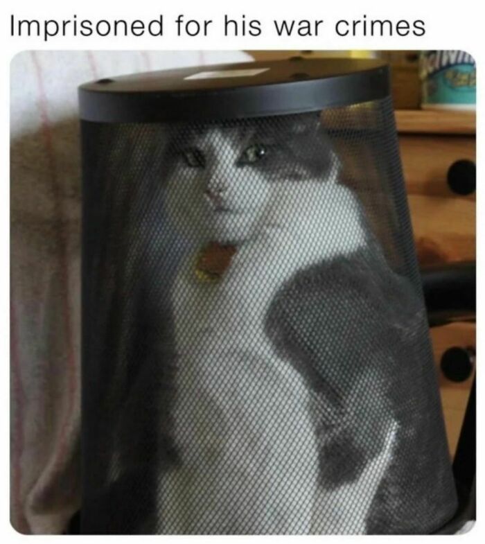 Best-Funny-Cat-Memes-Jokes