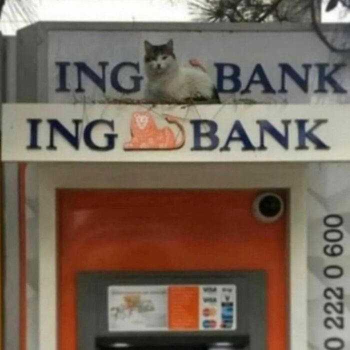 Best-Funny-Cat-Memes-Jokes